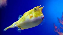 Ciało rogaty zwyczajne