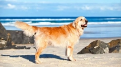 Labrador retriever (zdjęcie): istronna energia i niekończąca się dobroć