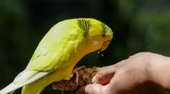 Papuga przysmaku, które kochają papugi