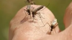 Lampy do zniszczenia latających owadów