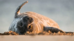 Miliwiane zwierzęta