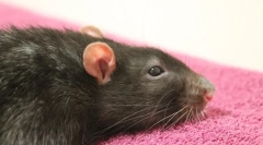 Leczenie ropnia u szczurów, objawów i przyczyn wystąpienia