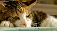 Zabieg kota zapalenie wątroby