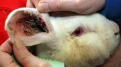 Leczenie królików z kleszcza