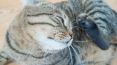 Leczenie broszek z kotów