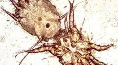 Leczenie kleszczy usznych w kotach