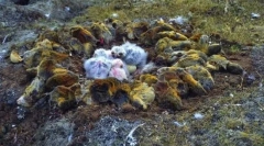 Lemmings - skacze z klifów