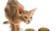 Leonardo: premium cat feed od zaufanego producent