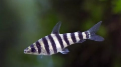Leporinus (leporinus)