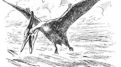 Latające jaszczurki