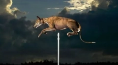 Latający umrzeć: zabawa gotowa