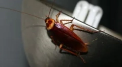 Czy karaluchy latają?