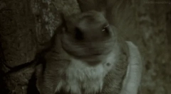 Listy: ciekawe fakty dotyczące białek bitwy