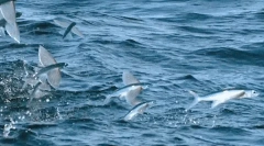 Fly fish - cud natury