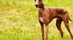 Pomoc (zdjęcie): elegancka i zabawna ulubiona królewska szlachta