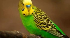 Lezginka wykonane przez papugi: wideo, gdzie pióra wykonują sztywne taniec