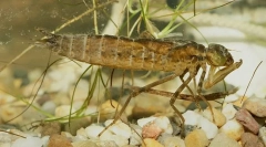 Dragonfly larva