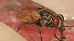 Larwy muh w człowieku