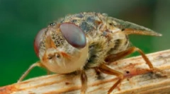 Larwy owsa w ludzkim ciele i zwierzęciu