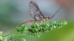 Larwy bary i wędkarstwo