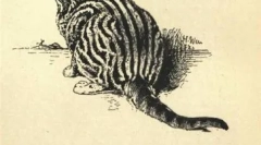 Twarz marki whiskas i innych gwiazd reklamy kotów