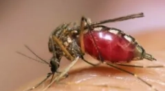 Żółta gorączka, denga i zika, noszony przez komary