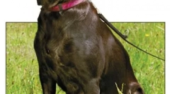 Chłoniak i białaczka u psów