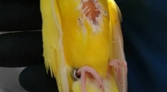 Papuga lipba, przyczyny, leczenie