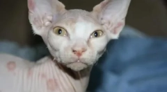 Pozbawianie kotów: przyczyny i leczenie