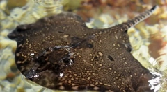 Lizer morze lub kolczasty