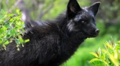 Skóra: pies i lis i lis są możliwe