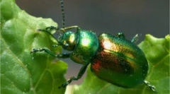 Arkusz: opis i uszkodzenie