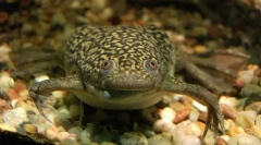 Żaba shorth jest gładka