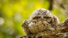 Flagshkorot. Rodzina ptaków