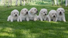 Ulubione rasy psów od amerykanów: kilkanaście najlepiej