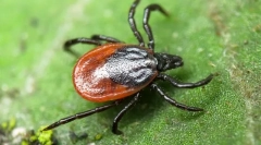 Ciekawe fakty dotyczące kleszczy