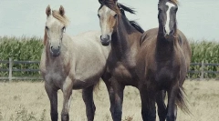 Konie: ciekawe fakty o najbardziej szlachetnych zwierząt 🐎