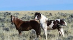 Konie nowego światła