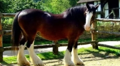 Ciężarówki ciężkie koni