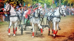 Wakacje końskie w różnych krajach