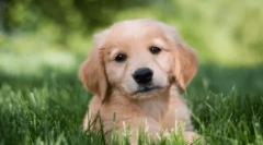 Najlepsza rasa psa dla dzieci w mieszkaniu