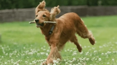 Najlepsza rasa psa dla osób starszych - zdjęcie i opis