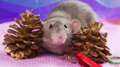 Najlepsze zwierzęta