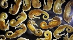 Najlepsze zdjęcia wildlife 2011