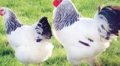 Najlepsze kurczaki rasy mięsa