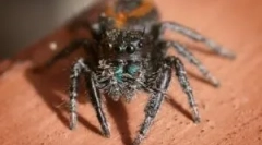 Najlepsze pająki do domu