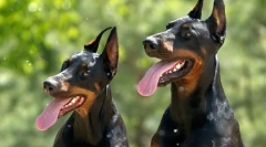 Najlepsze dobermanów kenels