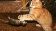 Najlepsze rasy kot-korzeni