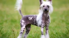 Najlepsze psy do trzymania w mieszkaniu: jak wybrać zwierzaka