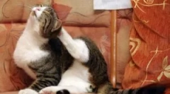 Najlepsze pliki z bloch: przegląd i kryteria